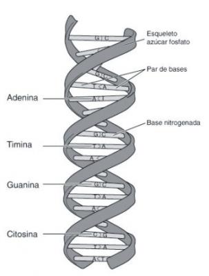 estructura del adn. 20100323220216-estructura-adn.